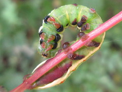 Shaka atrovittatus