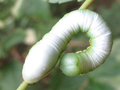 Shaka atrovittatus