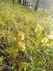 Astragalus propinquus