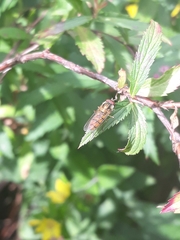 Episyrphus balteatus