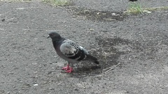 Columba livia domestica