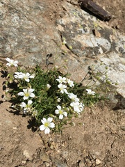 Cerastium arvense strictum