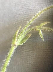 Cerastium arvense strictum