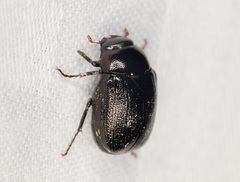 Apogonia cribricollis