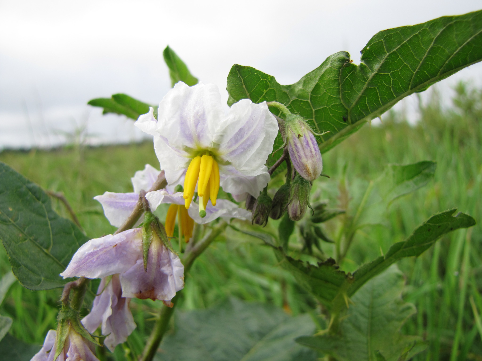 Solanum carolinense — photo 3
