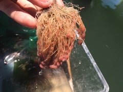 Ectopleura