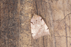 Sestra humeraria