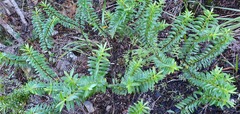 Veronica subfulvida