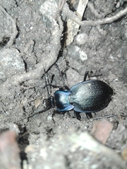 Carabus amplipennis
