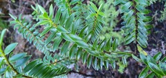 Veronica subfulvida