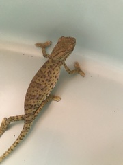 Chamaeleo chamaeleon chamaeleon