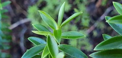 Veronica subfulvida