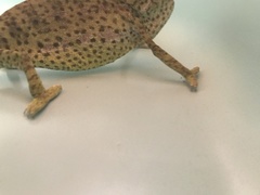 Chamaeleo chamaeleon chamaeleon