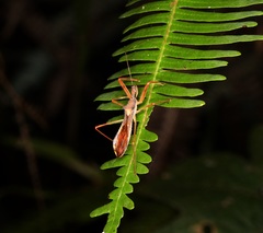 Endochus albomaculatus