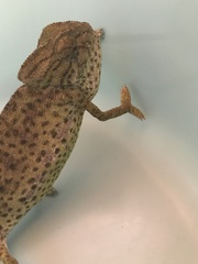 Chamaeleo chamaeleon chamaeleon