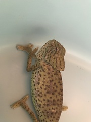 Chamaeleo chamaeleon chamaeleon