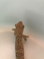 Chamaeleo chamaeleon chamaeleon
