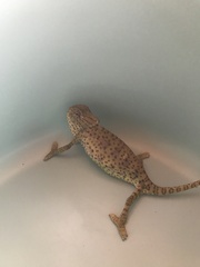 Chamaeleo chamaeleon chamaeleon