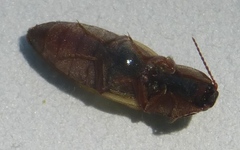 Stropenron hamata