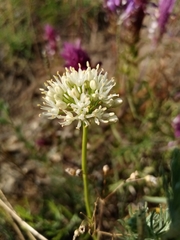 Allium flavescens