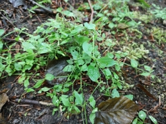 Moehringia trinervia