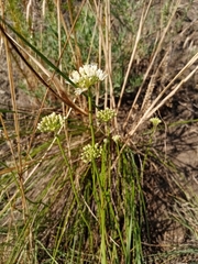 Allium flavescens