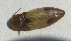 Stropenron hamata