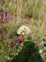Allium flavescens