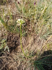 Allium flavescens