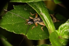 Cranopygia