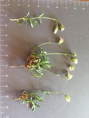 Cerastium arvense strictum
