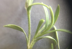 Cerastium arvense strictum
