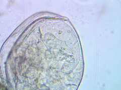Chydorus sphaericus