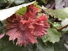 Corylus maxima
