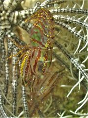 Synalpheus stimpsonii