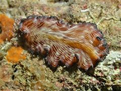 Pseudobiceros fulgor