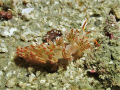 Sakuraeolis nungunoides