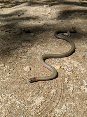 Diadophis punctatus vandenburgii