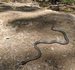Diadophis punctatus vandenburgii