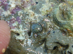 Petrocheles spinosus