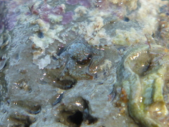 Petrocheles spinosus