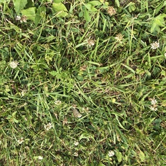 Megisto cymela cymela