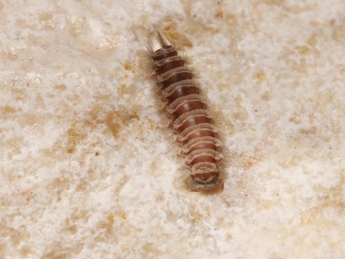 Bristly Millipede photo 4