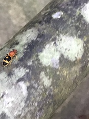 Odontomutilla uranioides