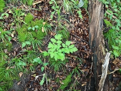 Actaea spicata