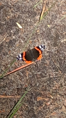 Vanessa atalanta