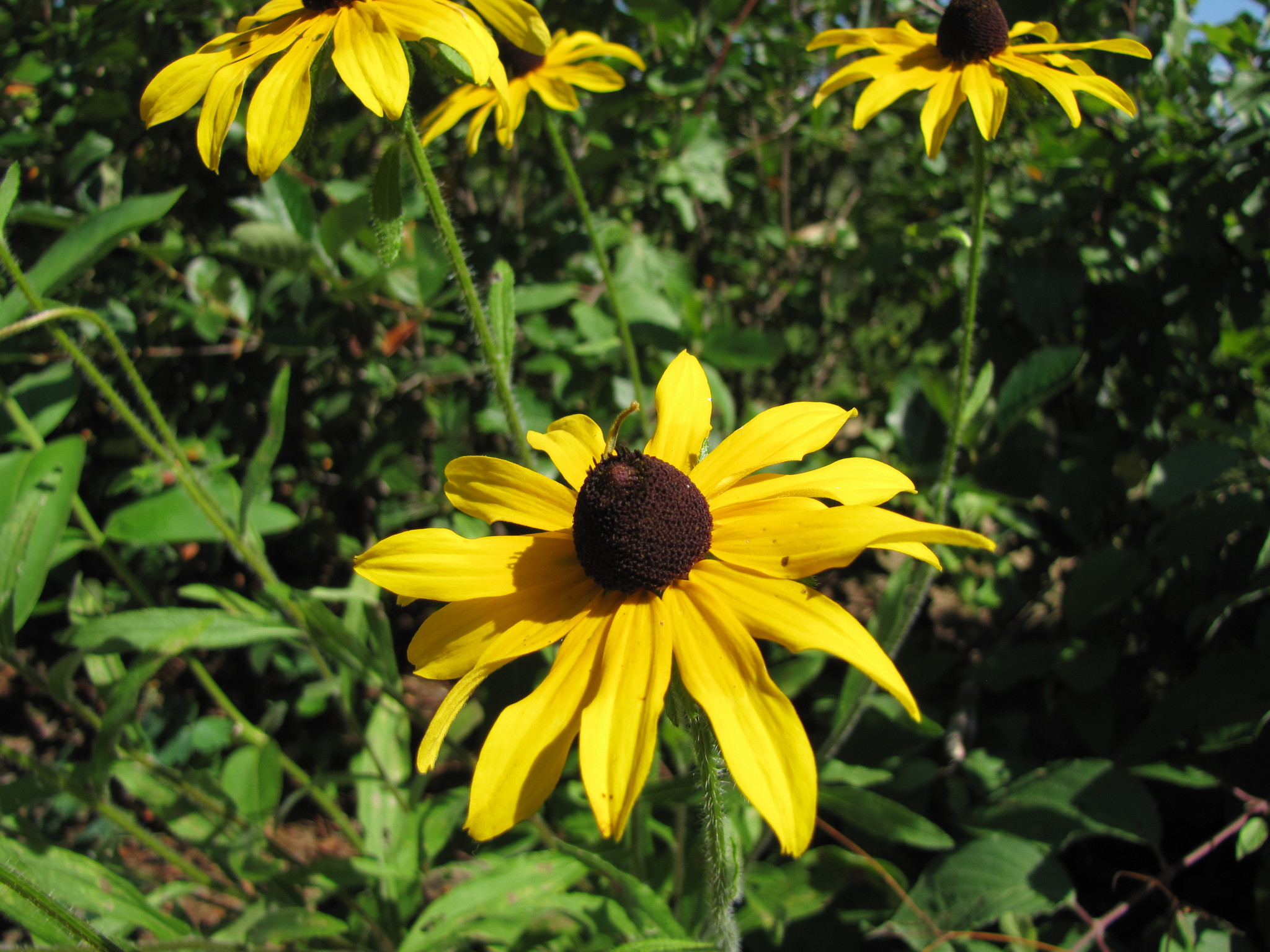 Rudbeckia