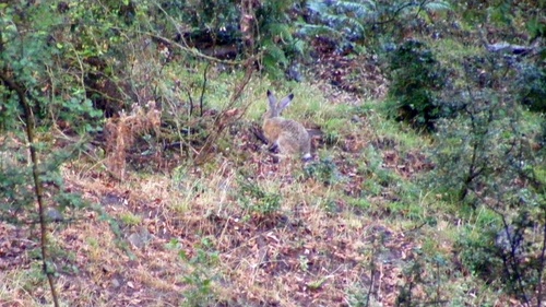 Apennine Hare, Messina, Sicily, IT, photo 8 of 10