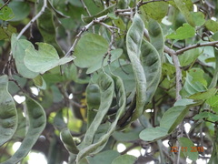 Bauhinia racemosa