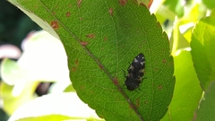 Acmaeodera